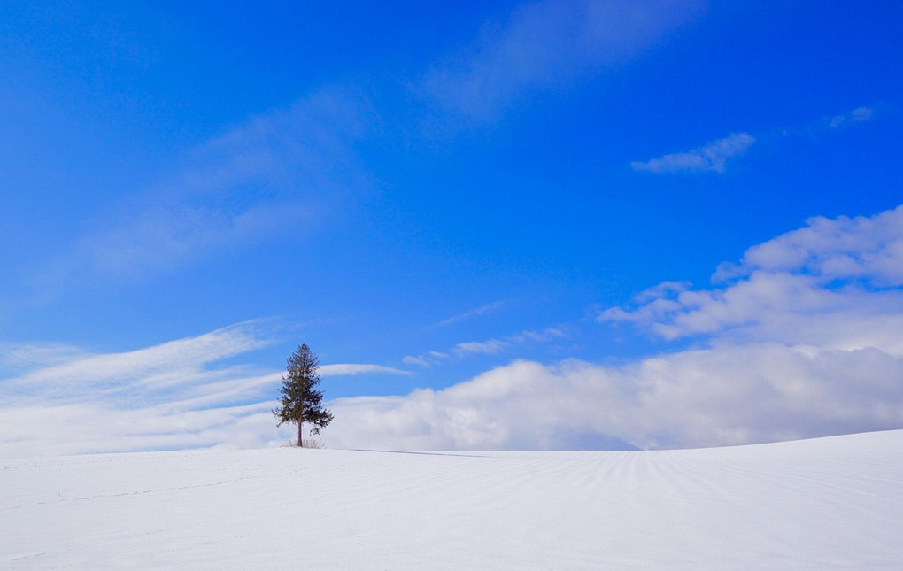 青い空とツリー