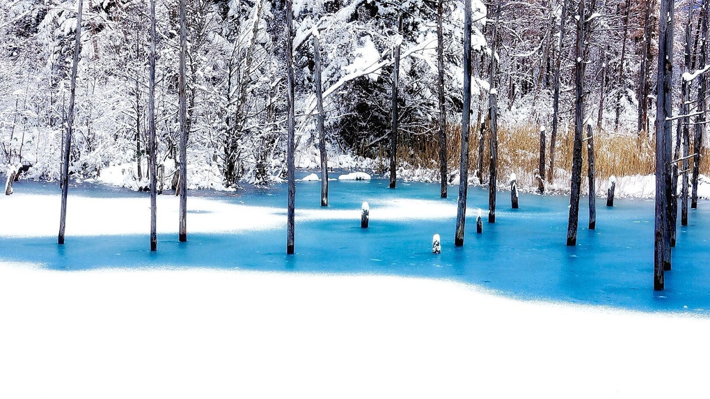 青い池 初冬