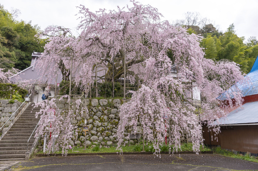 吉田の枝垂れ桜