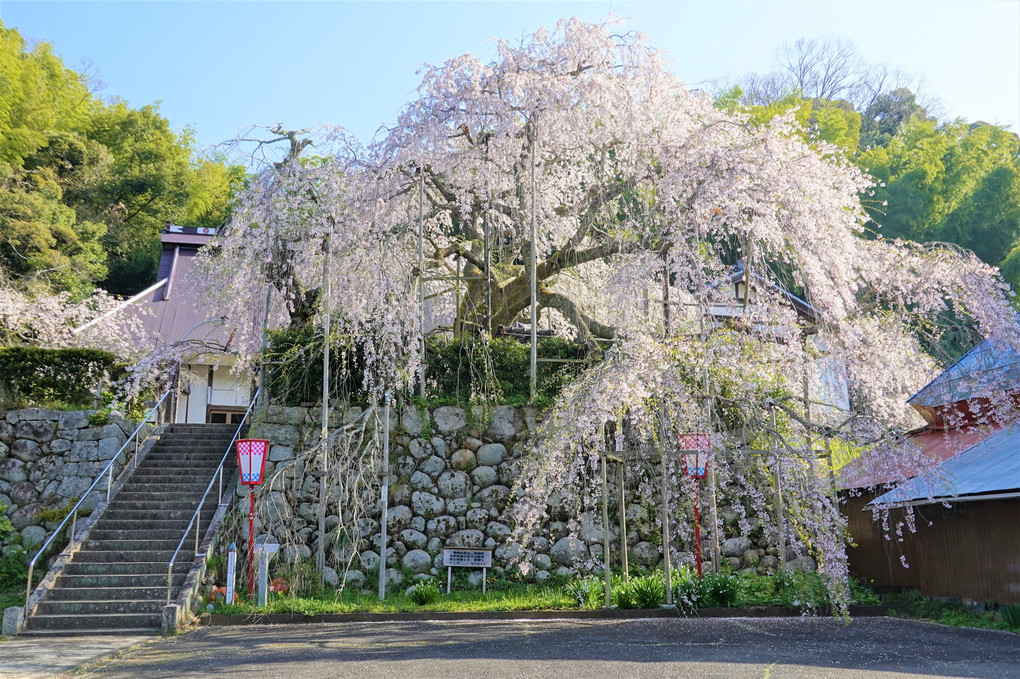 吉田の枝垂れ桜