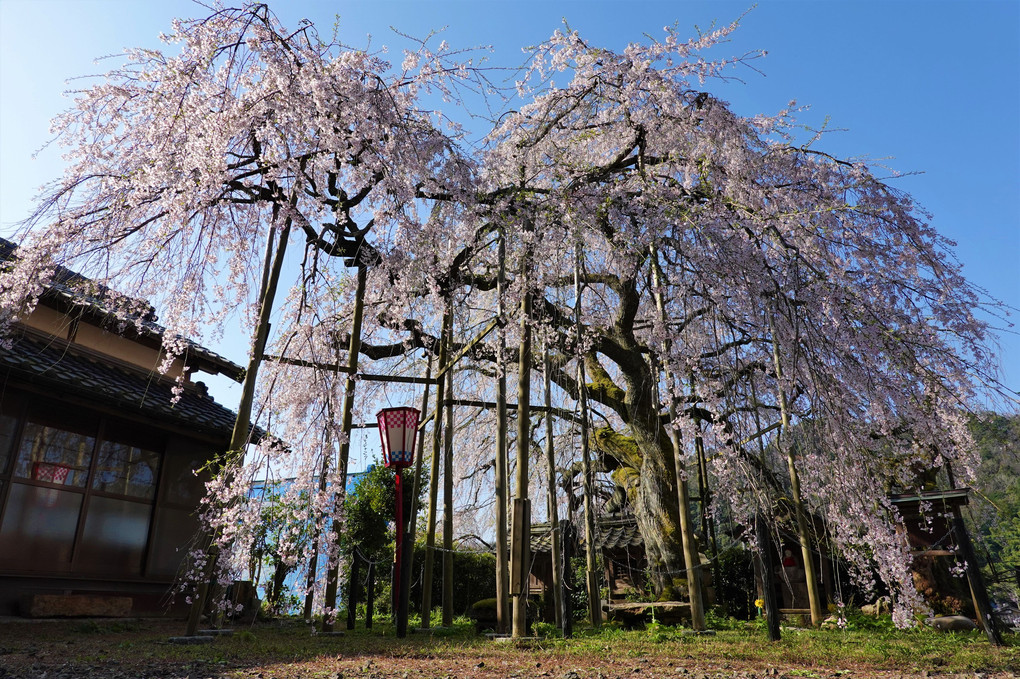 吉田の枝垂れ桜