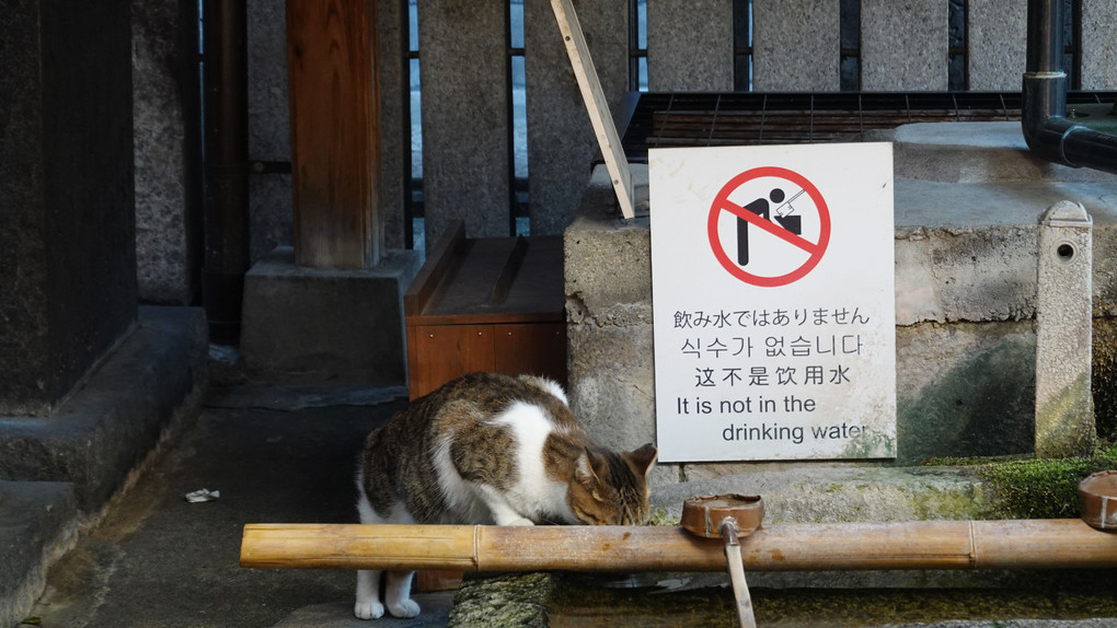 飲み水ではありませんよ！