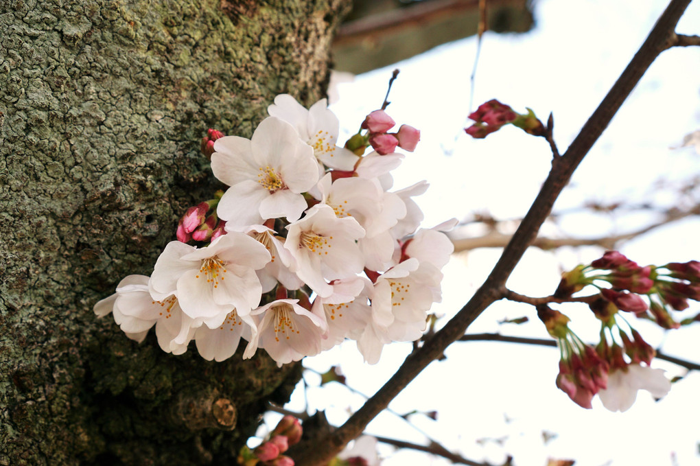 二分咲き桜