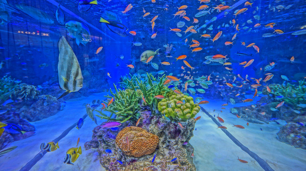 Sony Aquarium
