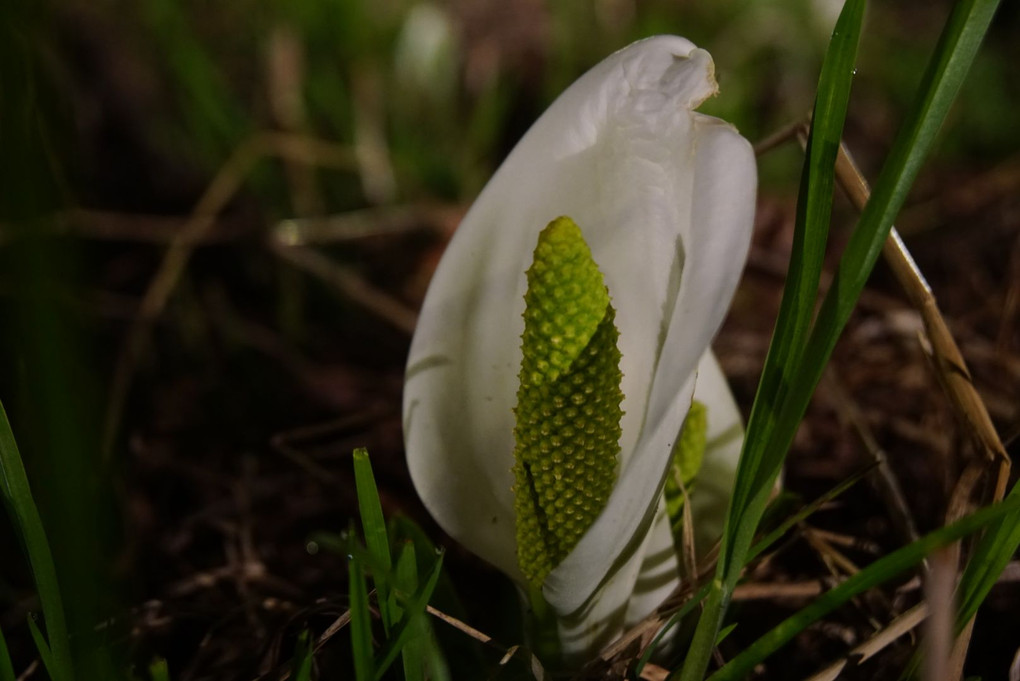 夜の水芭蕉