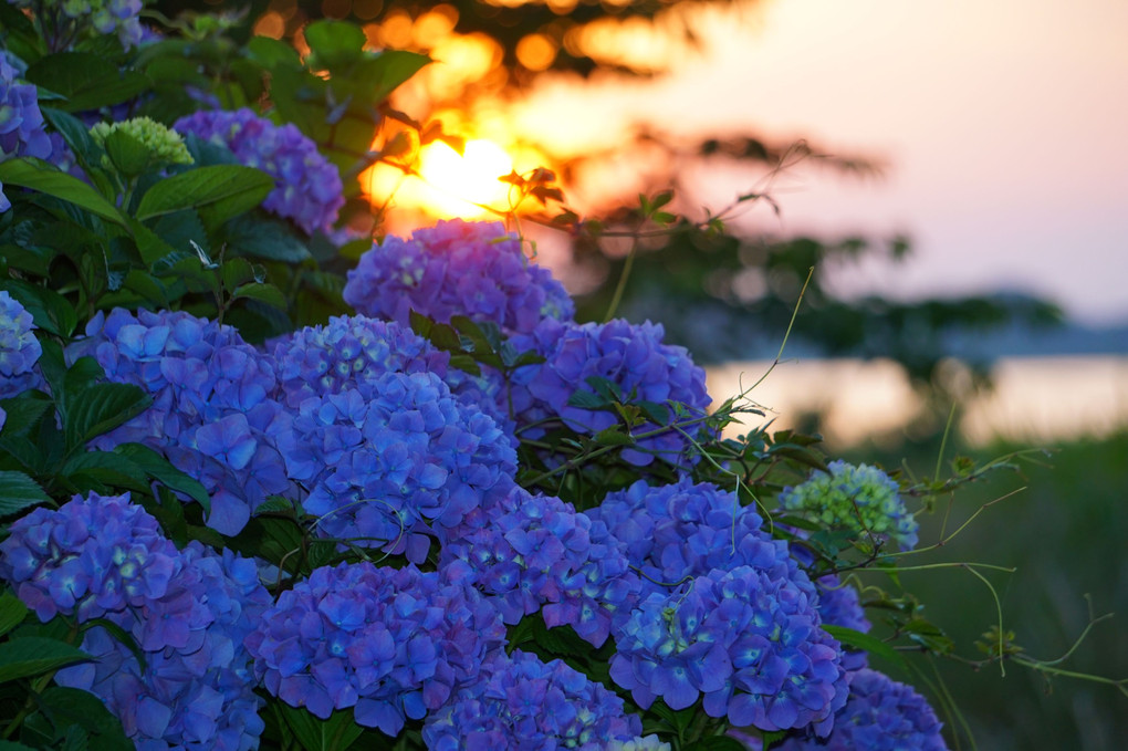 紫陽花と夕日