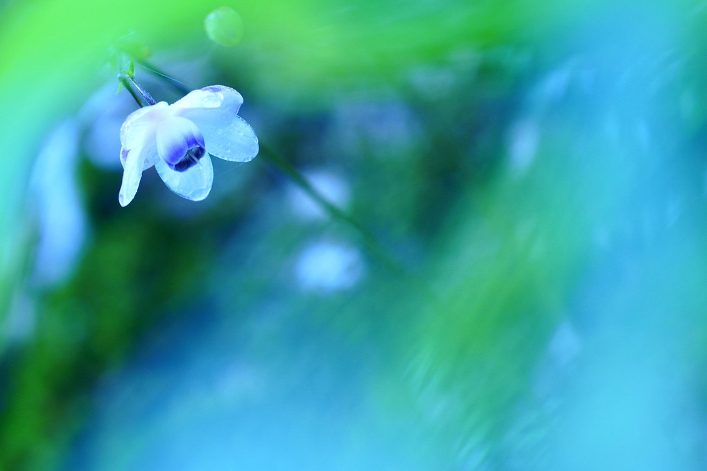 雨のレンゲショウマ