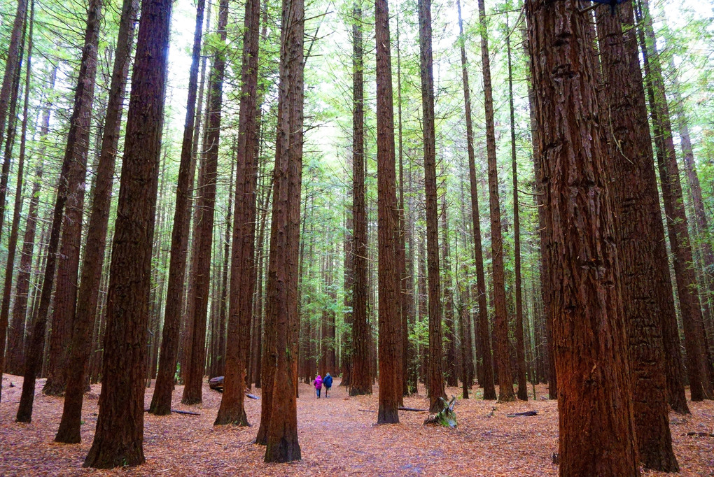 Redwood Memorial Grove trackⅡ