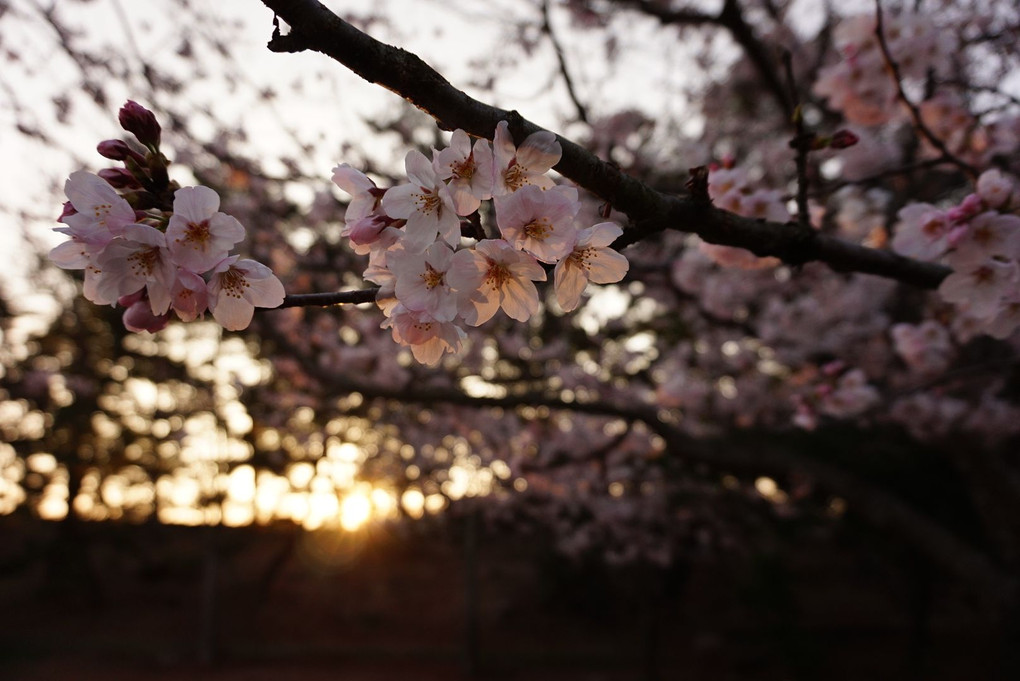 夕桜