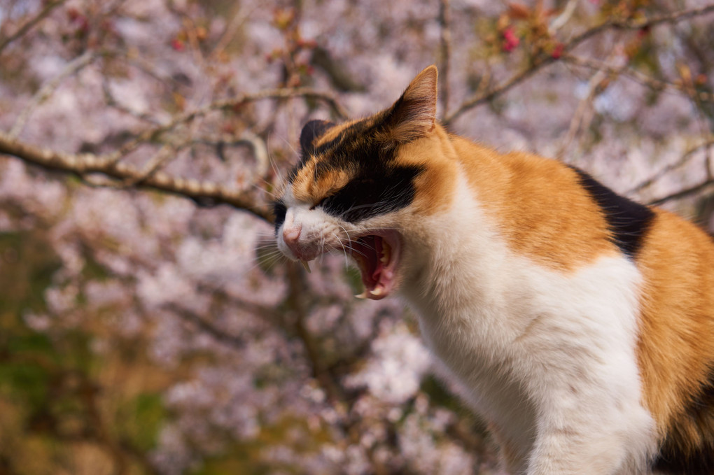 桜の季節は・・