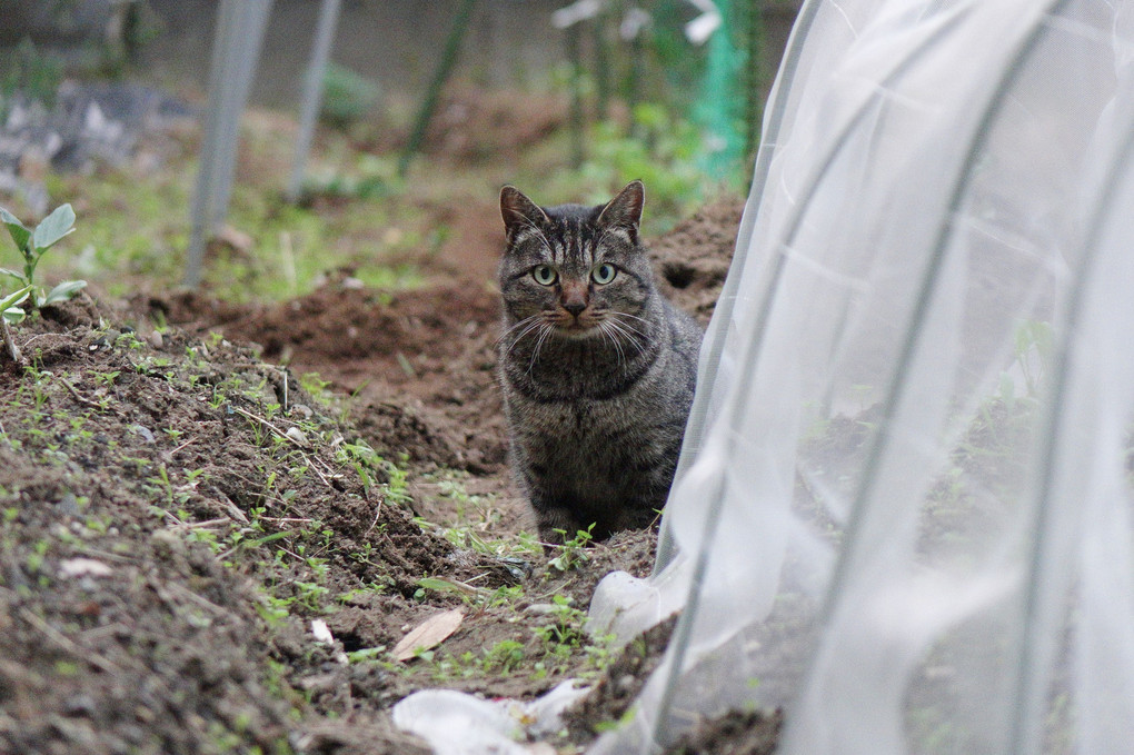 我が町のネコさん達・・その５