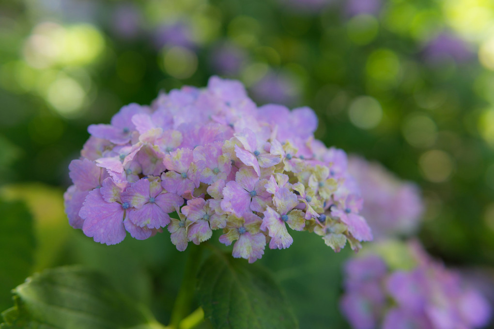 今年初の紫陽花（相模原北公園にて）