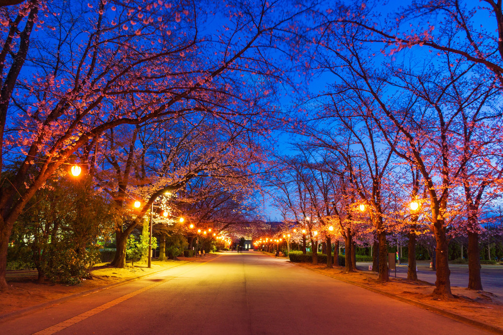 小瀬スポーツ公園夜桜
