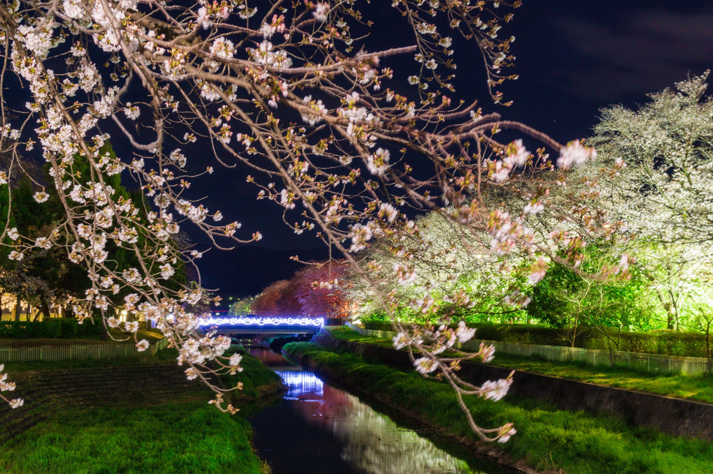 小瀬スポーツ公園夜桜