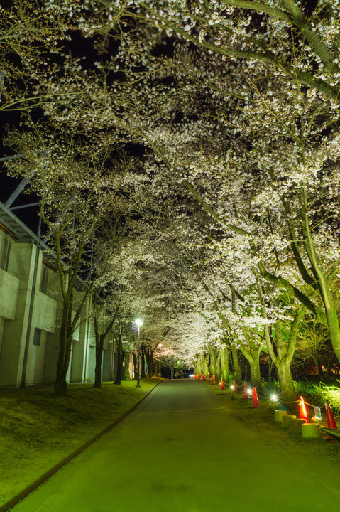 小瀬スポーツ公園夜桜