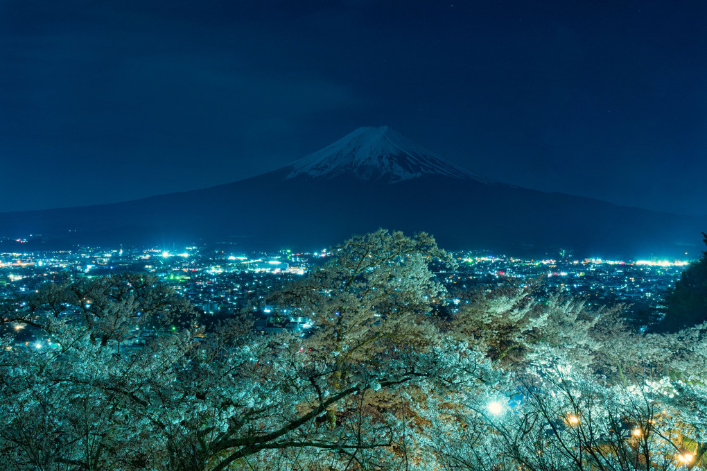 月明かりで浮かび上がる富士とライトアップされた夜桜