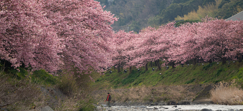 河津桜のパノラマ風景
