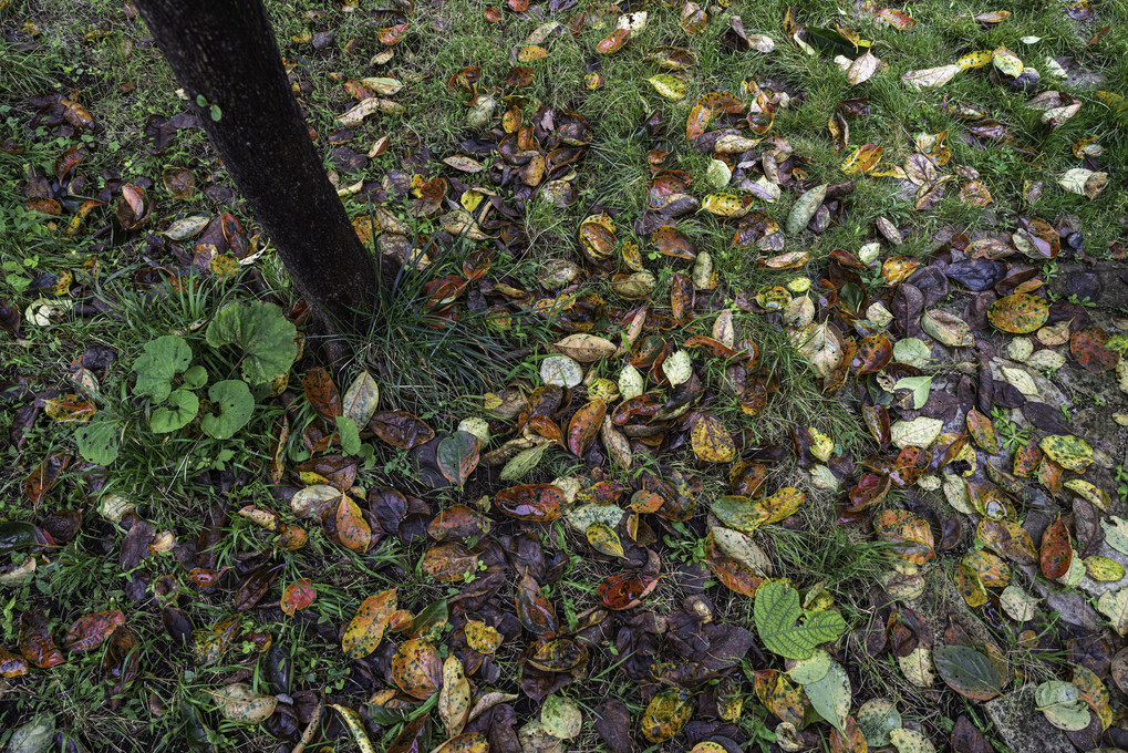 散り積もる柿の枯葉