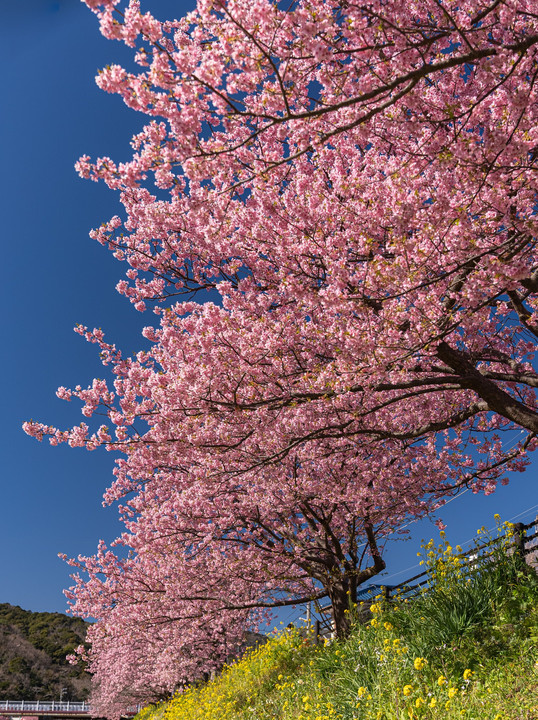 早春彩る河津桜