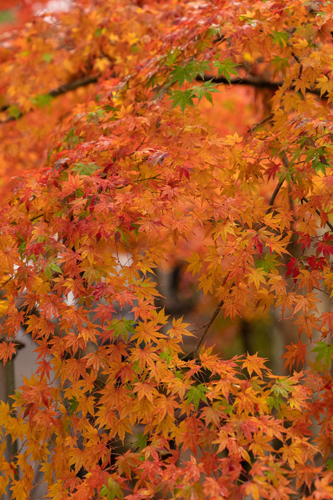 小雨に濡れた紅葉