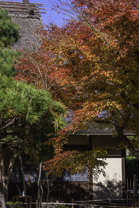 秋の鎌倉一条恵観山荘