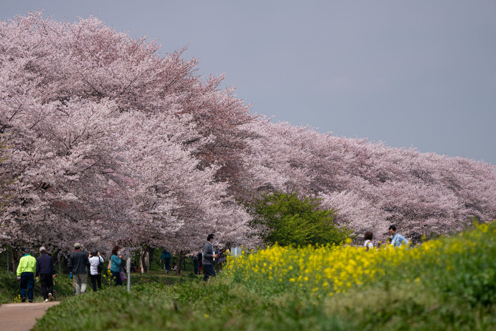 桜並木と菜の花