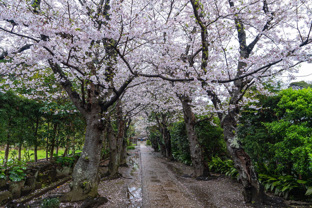 春雨の桜