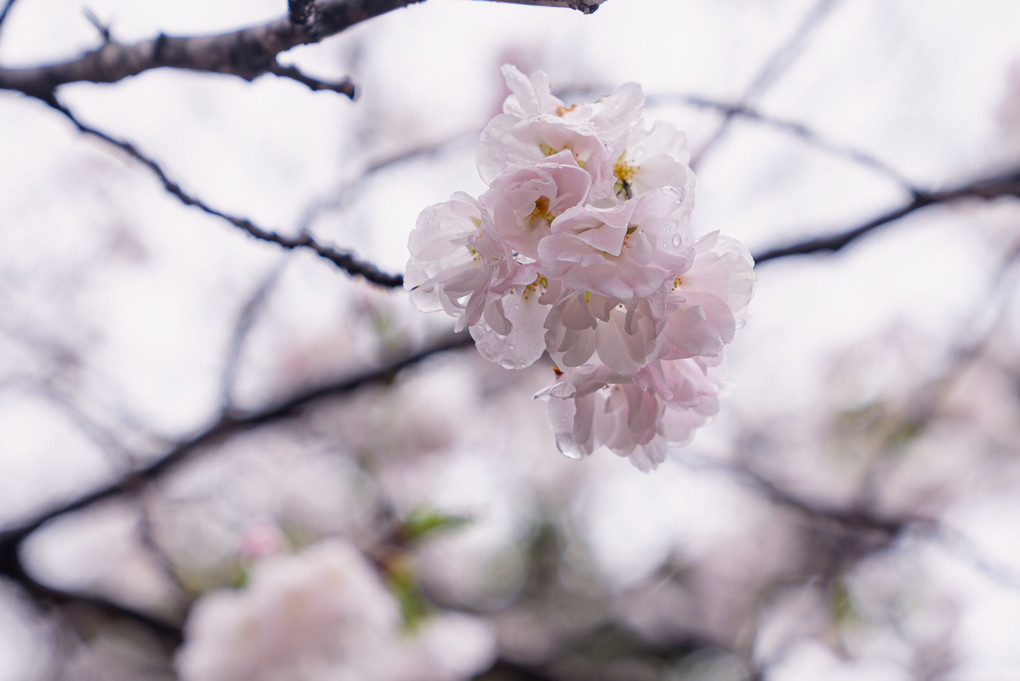 春雨の桜
