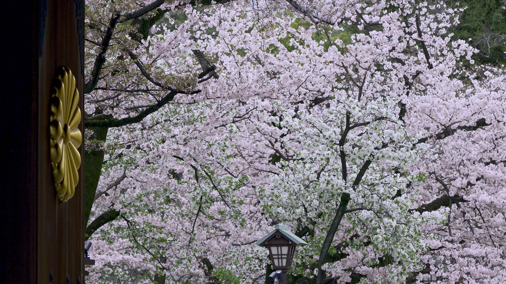 春を告げる靖国の桜