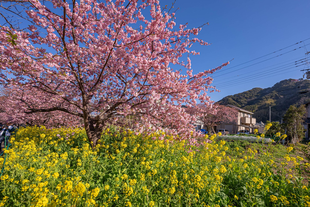春を呼ぶ河津の桜 