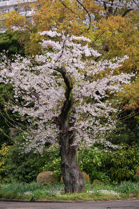 小さな桜の老木