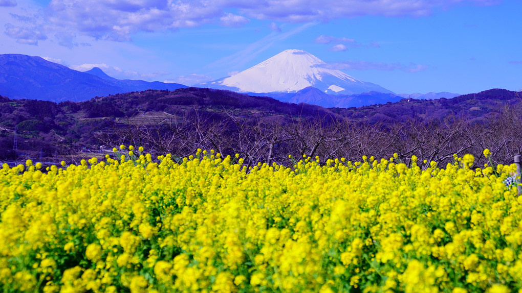 菜の花富士