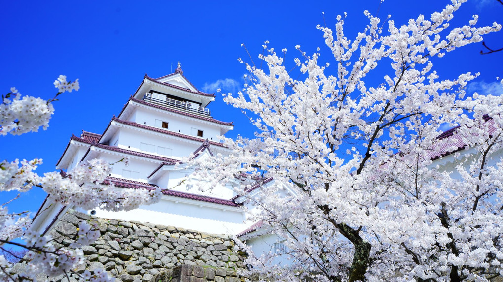 会津の桜