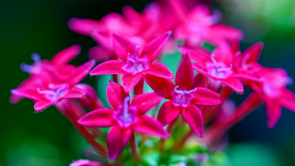 熱帯の花たち