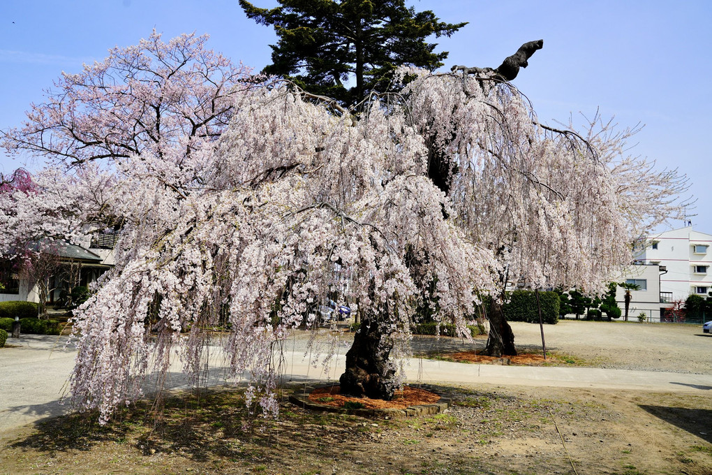 通学路の桜