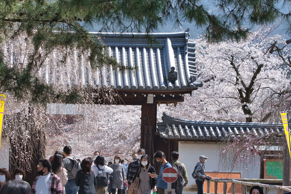 醍醐の桜