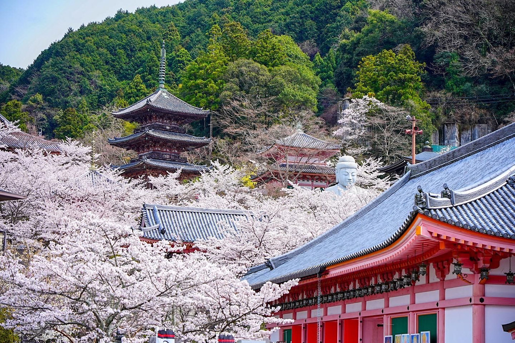 石仏 with SAKURA