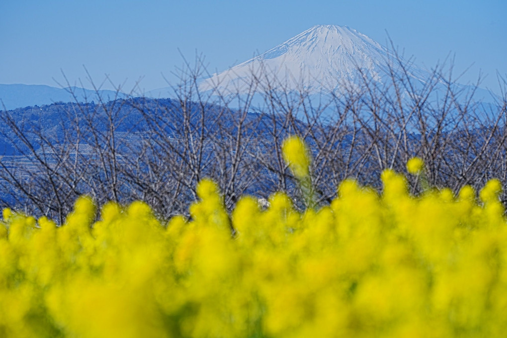初春の富士