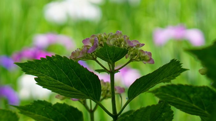 紫陽花と花菖蒲を求めて