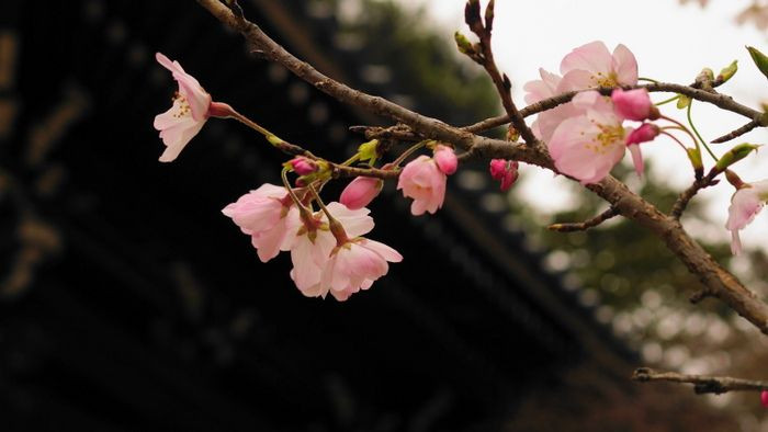 東漸寺の桜