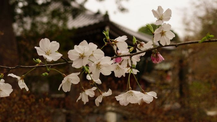 東漸寺の桜