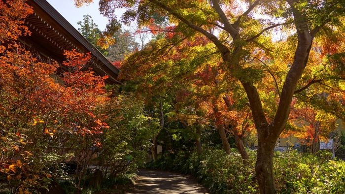 秋の観音寺