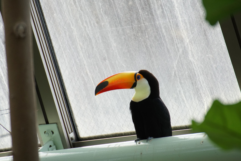 春待つ動物園