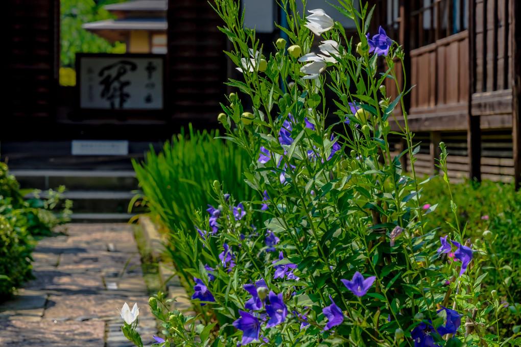 初夏の鎌倉散歩