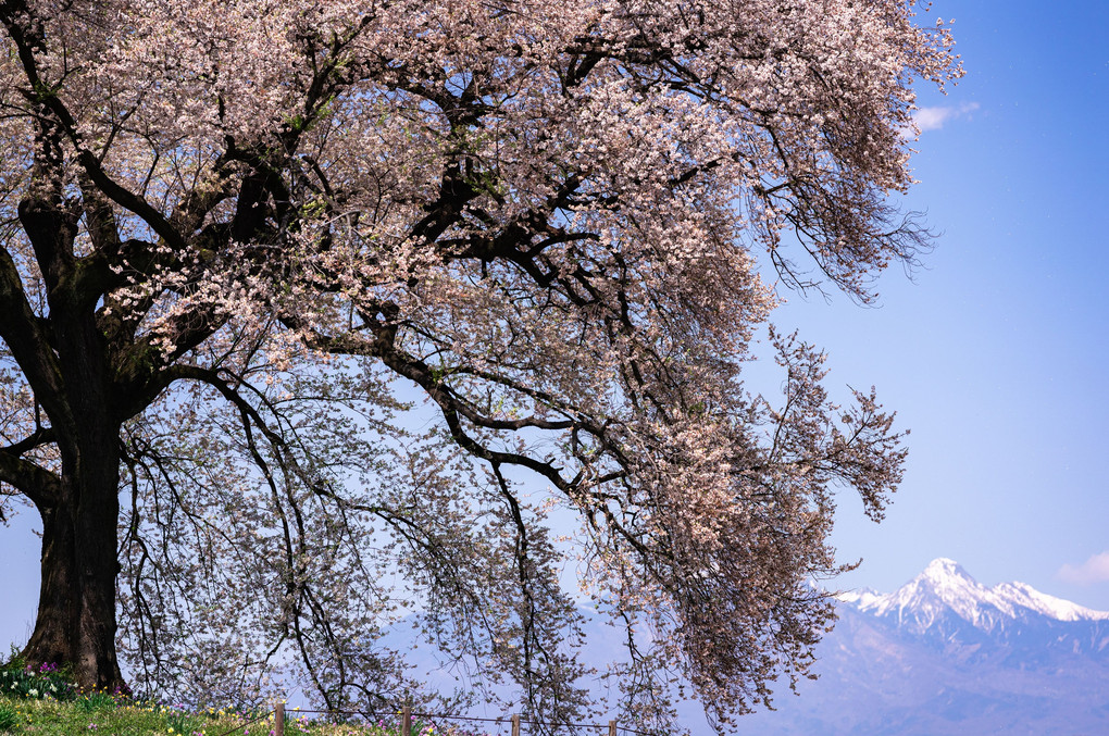 八ヶ岳を望む1本の桜