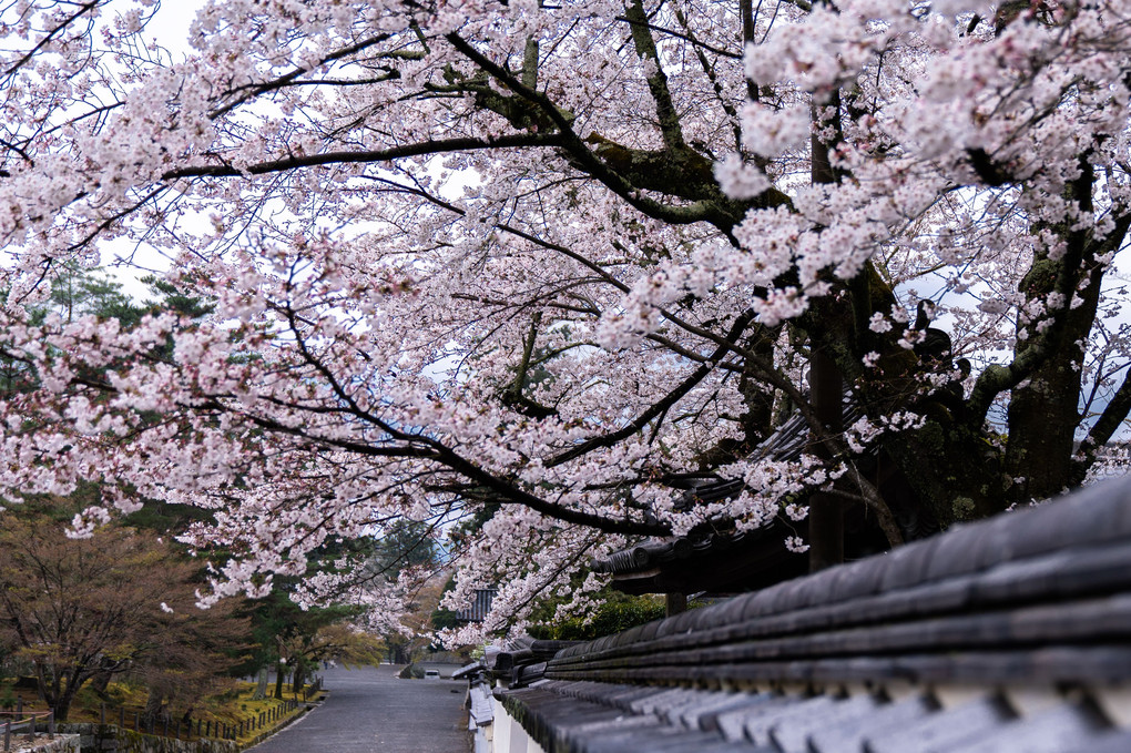 小雨降る南禅寺の桜