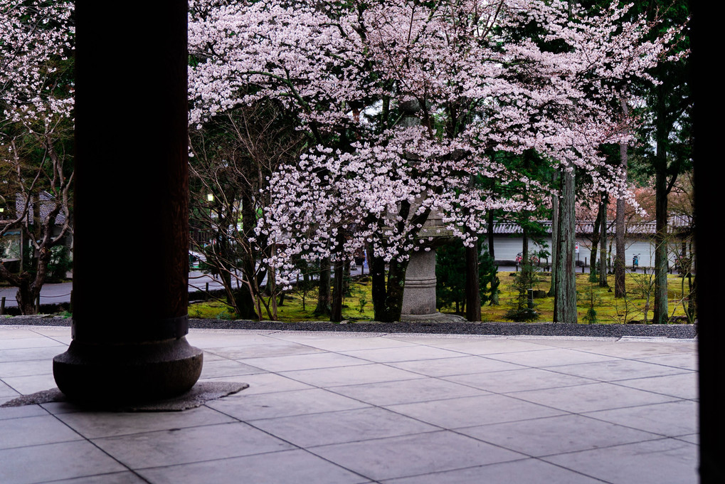 小雨降る南禅寺の桜