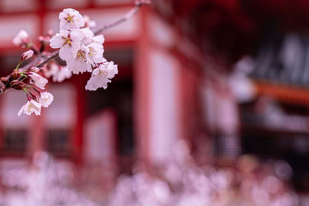 京都の桜散歩