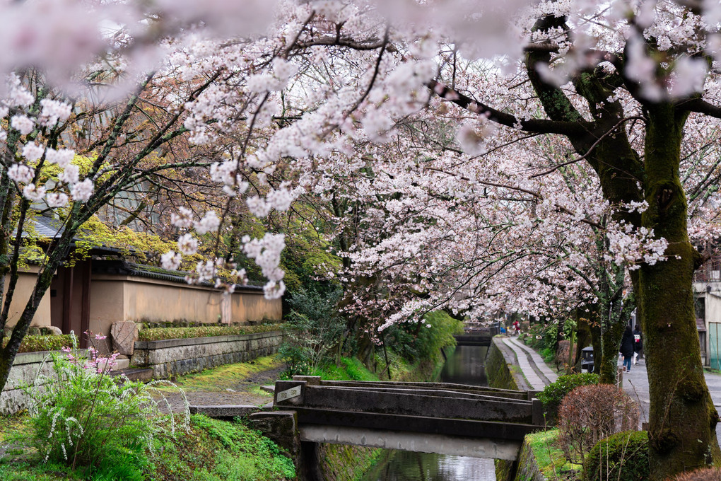 京都の桜散歩