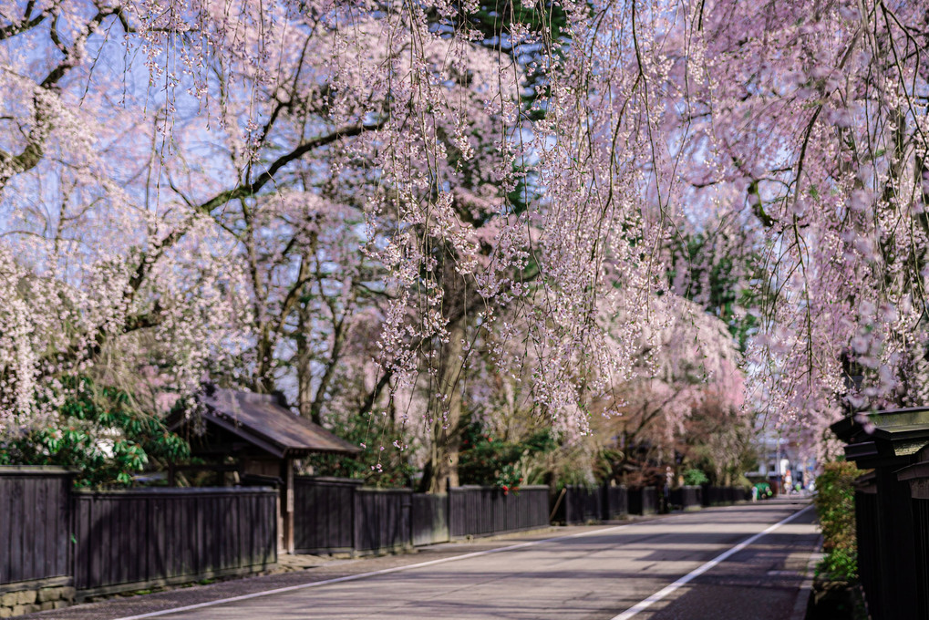 武家屋敷通りの桜